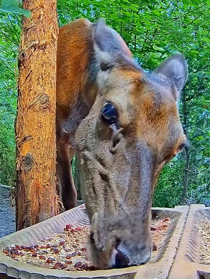 livebirdspoland_eb1c4b0328b114f0157729e8912d92cb.jpg