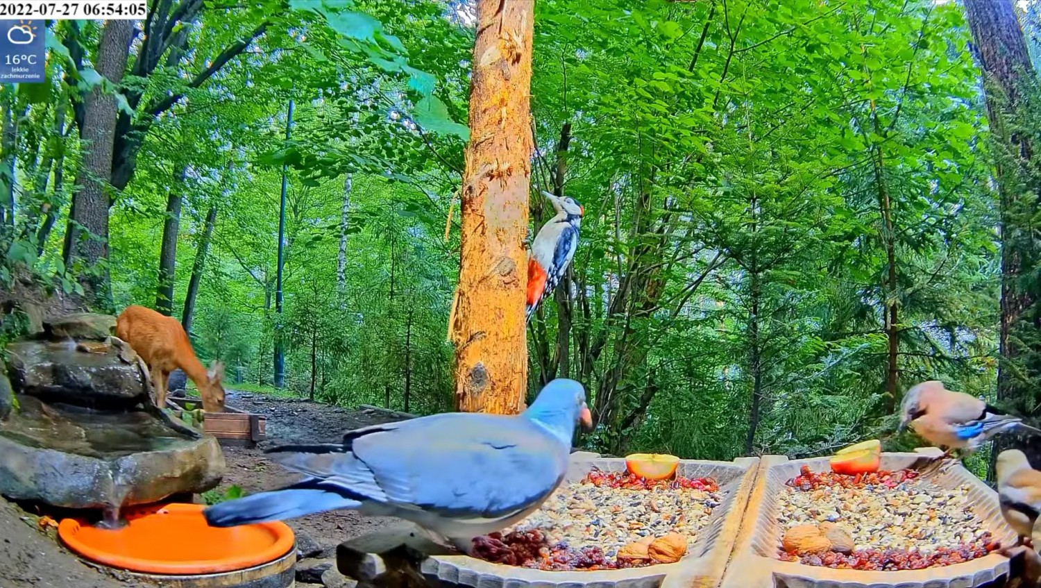 livebirdspoland_a0698b1a25d4f6e2ec3f5881f1f7a4ac.jpg