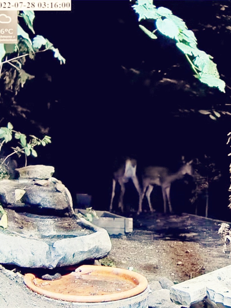livebirdspoland_8c99e0a9ebc6525753718bc9041ef131.jpg
