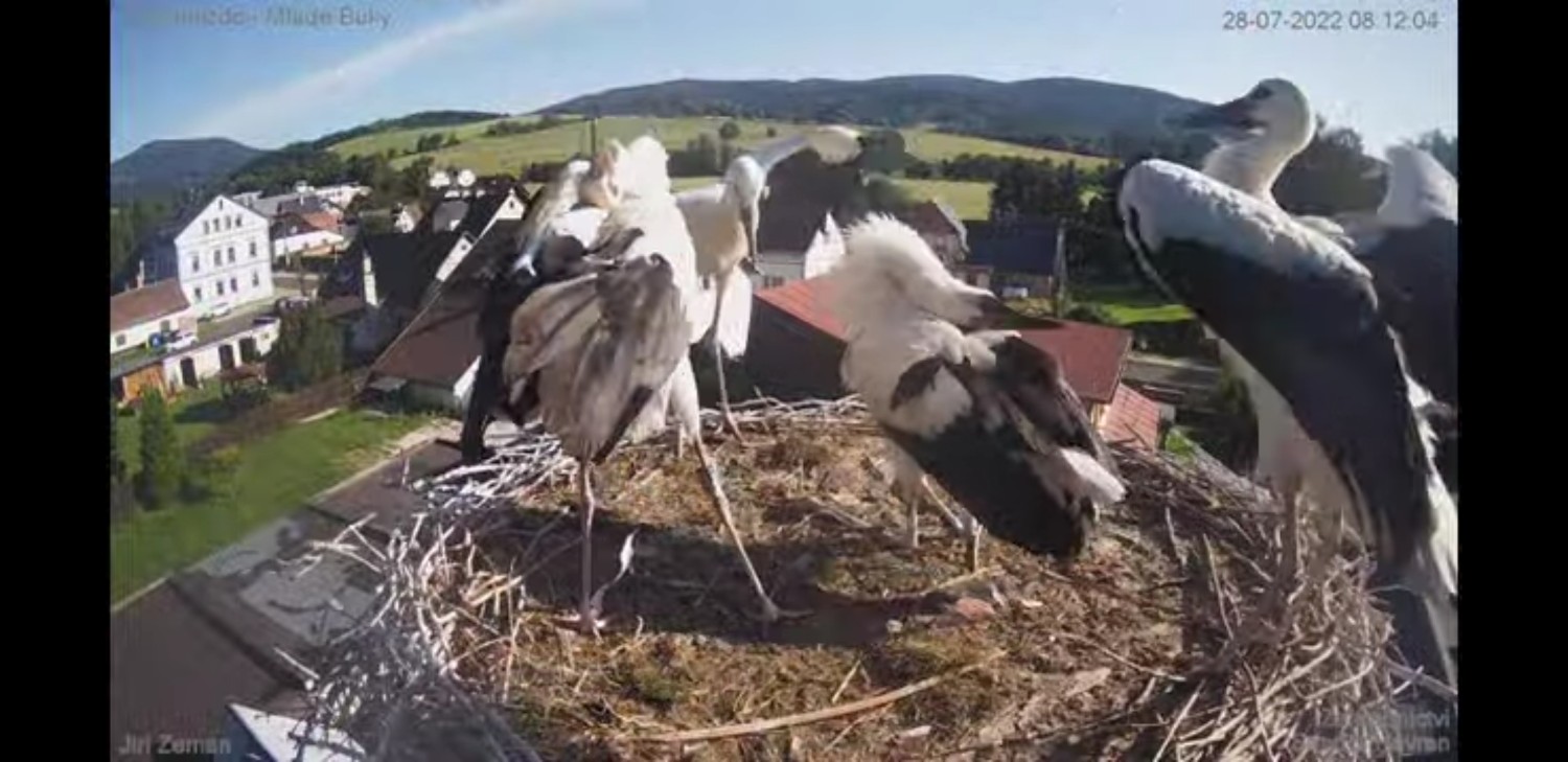 livebirdspoland_cc330ca55f1376e3fa558687d01311b4.jpg