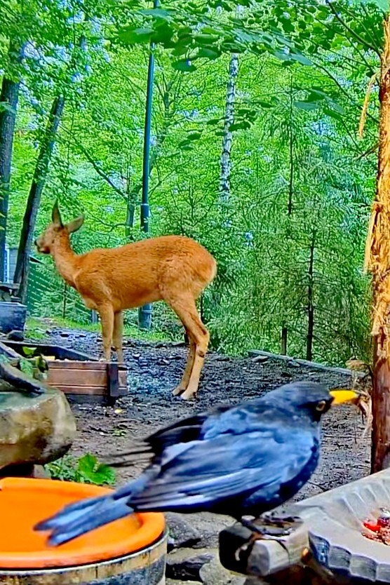 livebirdspoland_9cda5adacfb878011cbf3c67a91a9f37.jpg