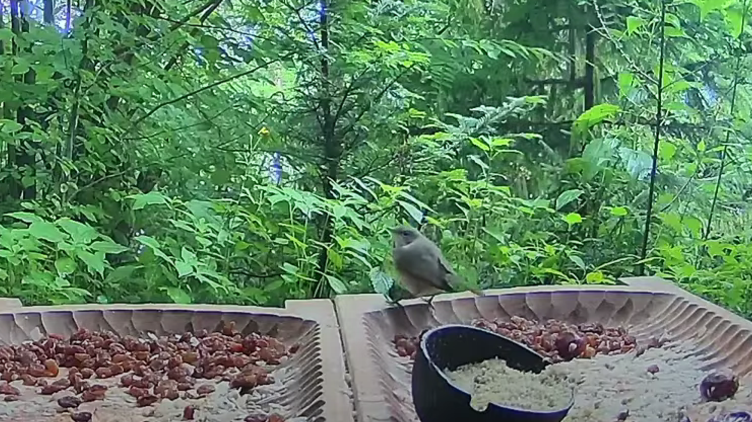 livebirdspoland_43d13f0417e6dc1bb105f49d51b0d8f7.png