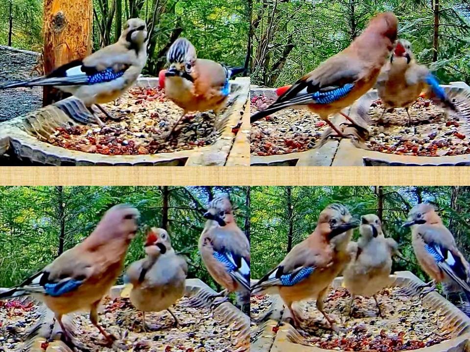 livebirdspoland_3d3018f4ae01950a9c43e61e6f78aa25.jpg