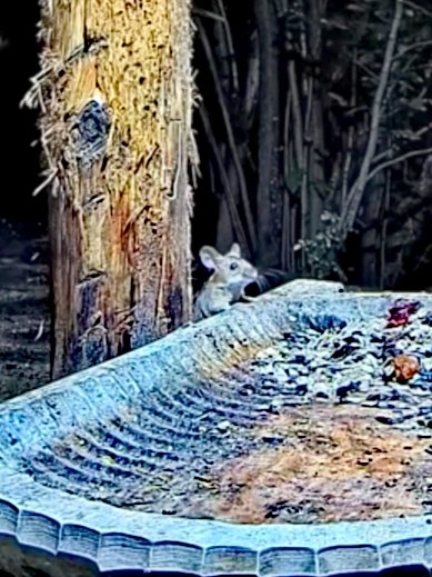 livebirdspoland_0c9d0ef8791a5e643890af509fccea52.jpg