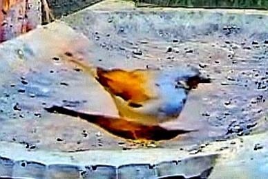 livebirdspoland_a7a2a10d4483f0737d4e04228041de5d.jpg