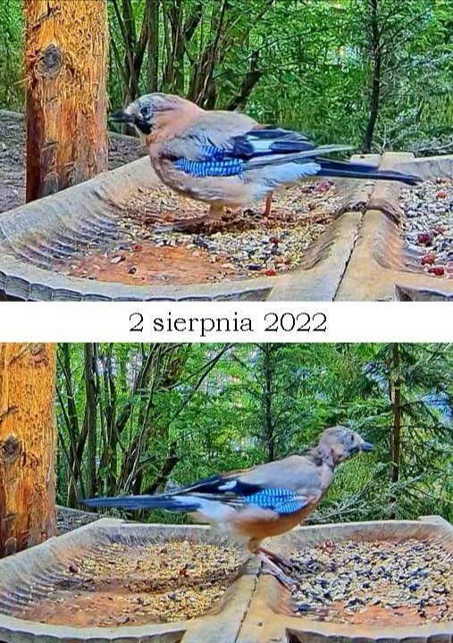 livebirdspoland_aead95ec4d99a0501c86b2e404b5cd89.jpg
