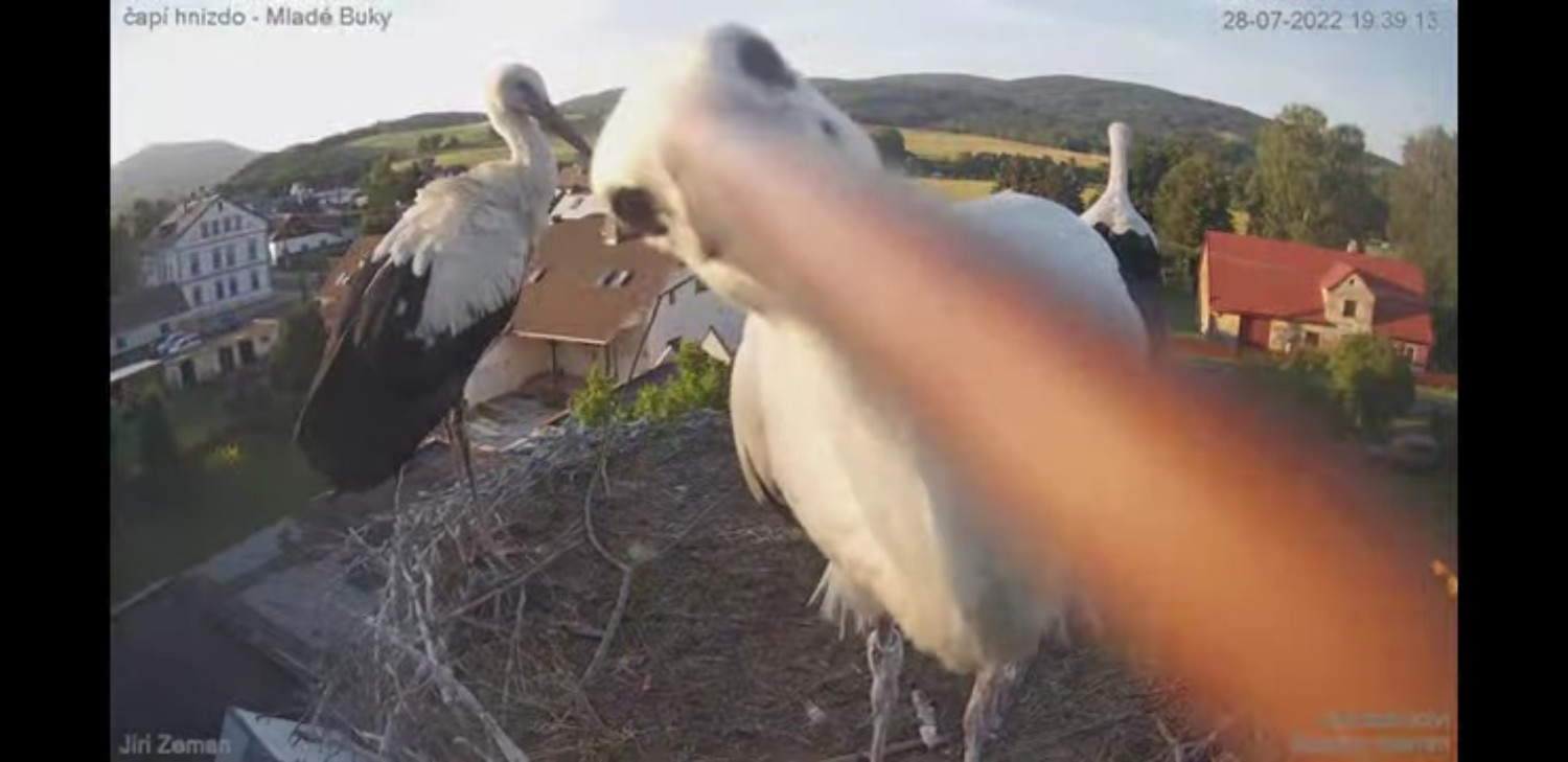 livebirdspoland_02a282e6a8b05dce936be09c3b72e95e.jpg