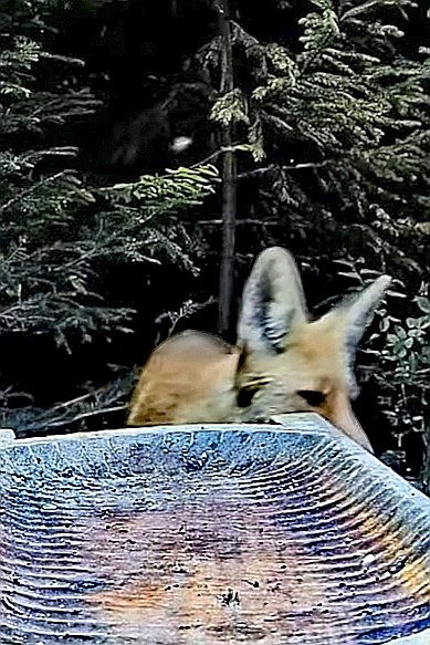 livebirdspoland_9d766f14b9783b4b6b971d5e205988ba.jpg