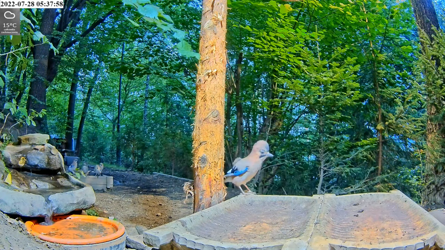 livebirdspoland_e995e487bc578e1c64ff7ff80fbc2a58.png
