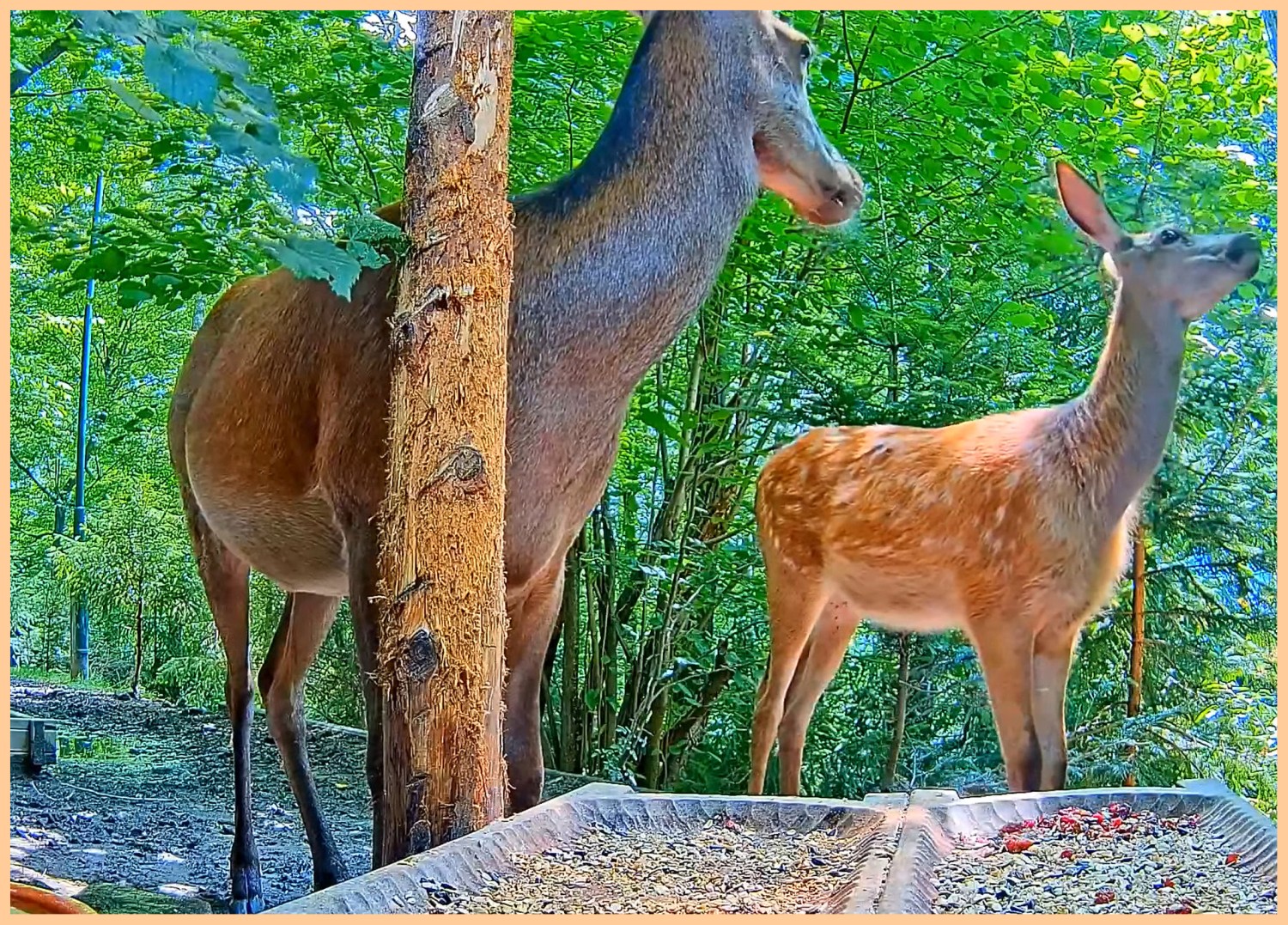 livebirdspoland_5073e7a0df1e4d7b262831b72296920b.jpg