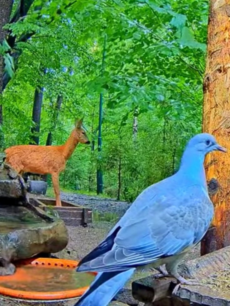 livebirdspoland_65d600bd167323f58f0a14d24d74ce50.jpg