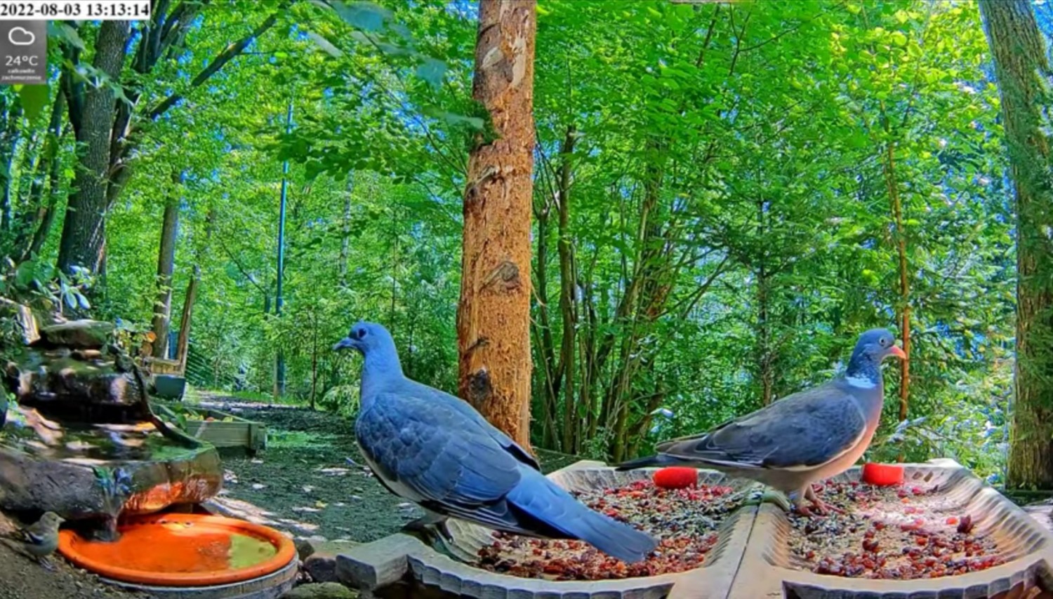 livebirdspoland_ec43d40927653c4d2555b7de4735d62c.jpg