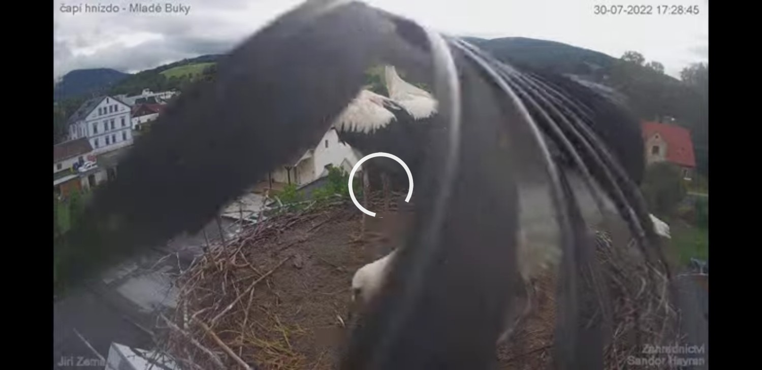 livebirdspoland_a0a3d2f16b370c6d5e95813ed0cfc5e9.jpg