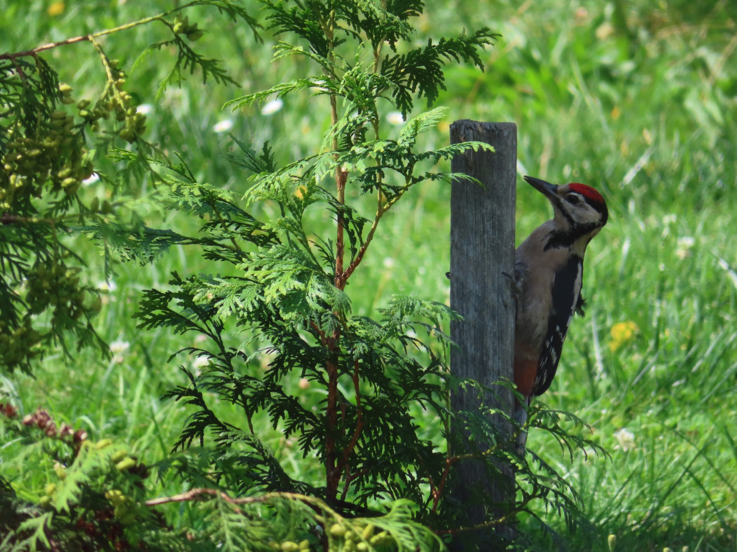 livebirdspoland_25fb988a7d7157b3b70b4a3513a00f96.jpg