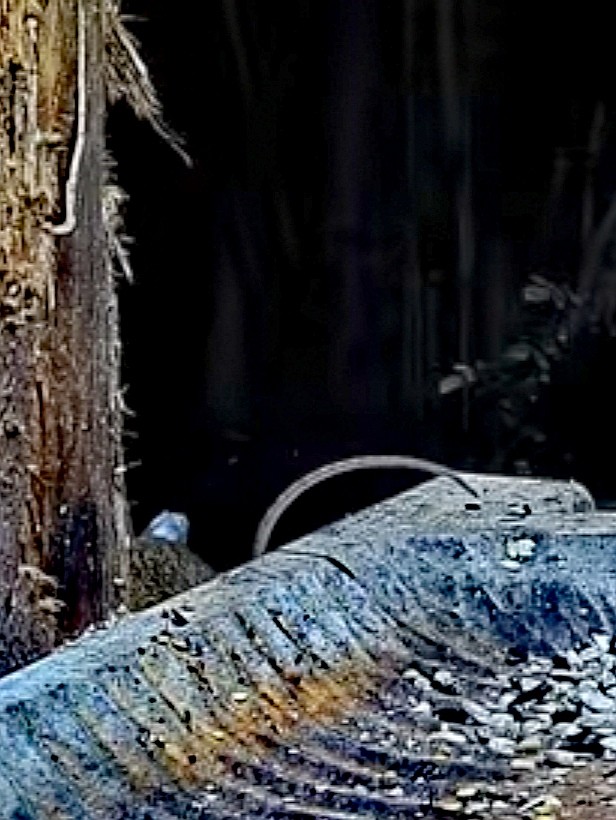 livebirdspoland_fd4237f46118c6a48e91a3b9e48e70f7.jpg