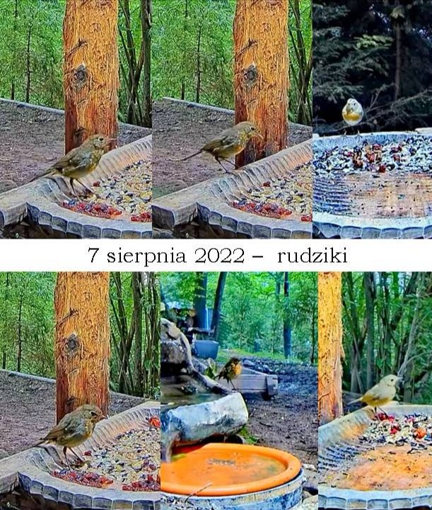 livebirdspoland_ba914e0b10d44d43d27d05abb1ef7f18.jpg