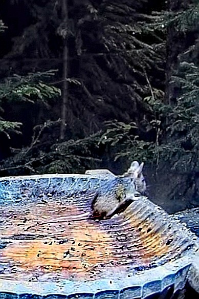 livebirdspoland_8ca800902e391e5d22196baa1d2f222a.jpg