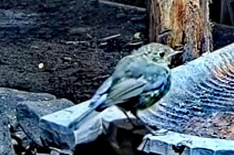 livebirdspoland_615c2d27a24d0f17a7d017d91f9dce3a.jpg