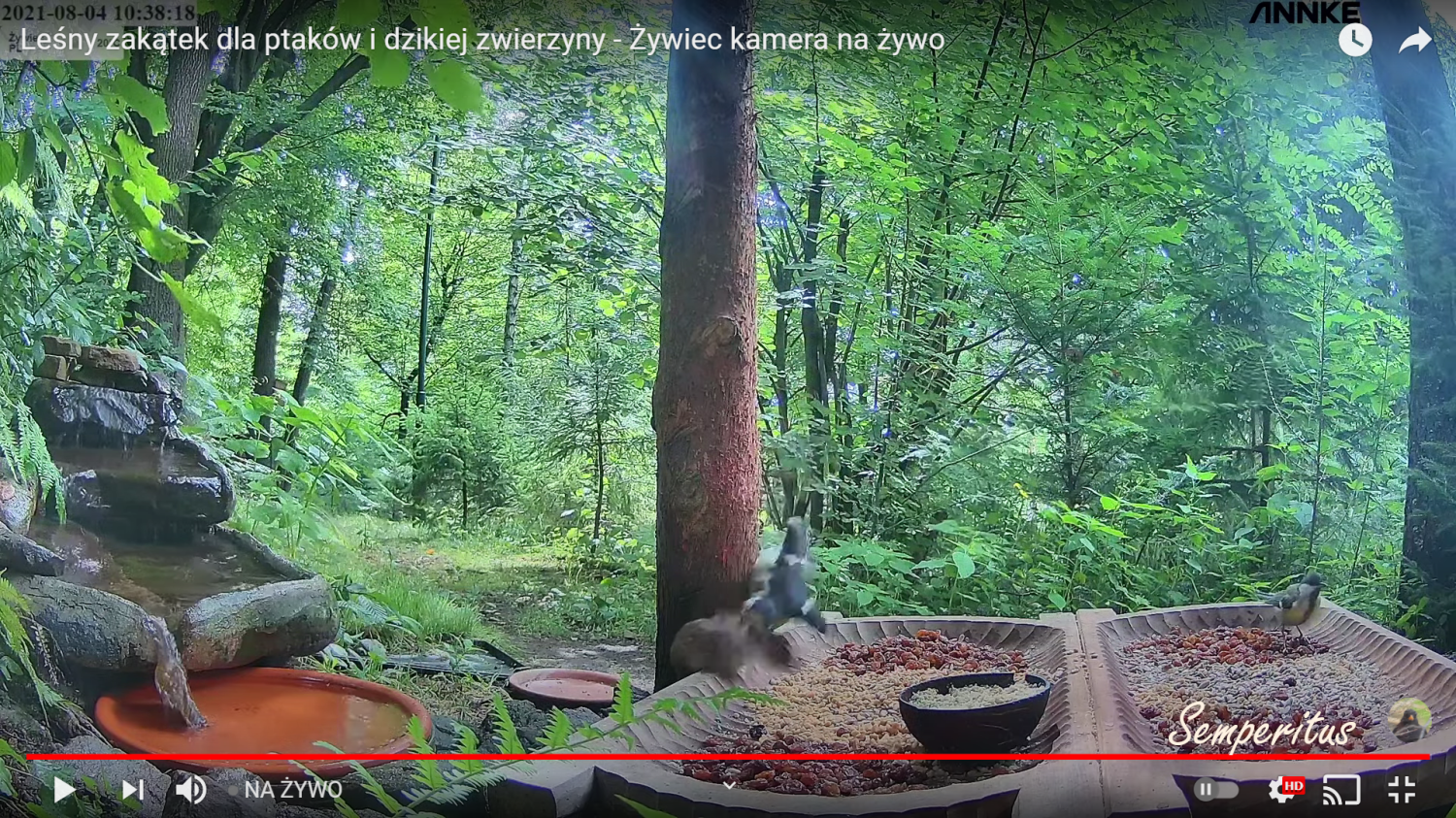livebirdspoland_23c1c8a59708caf38310ce02d4d4fd63.png