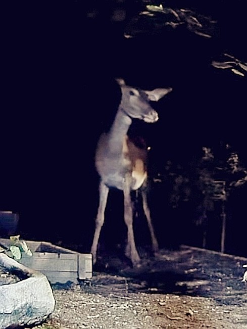 livebirdspoland_461894390f515b66a26722f26381cdf7.jpg