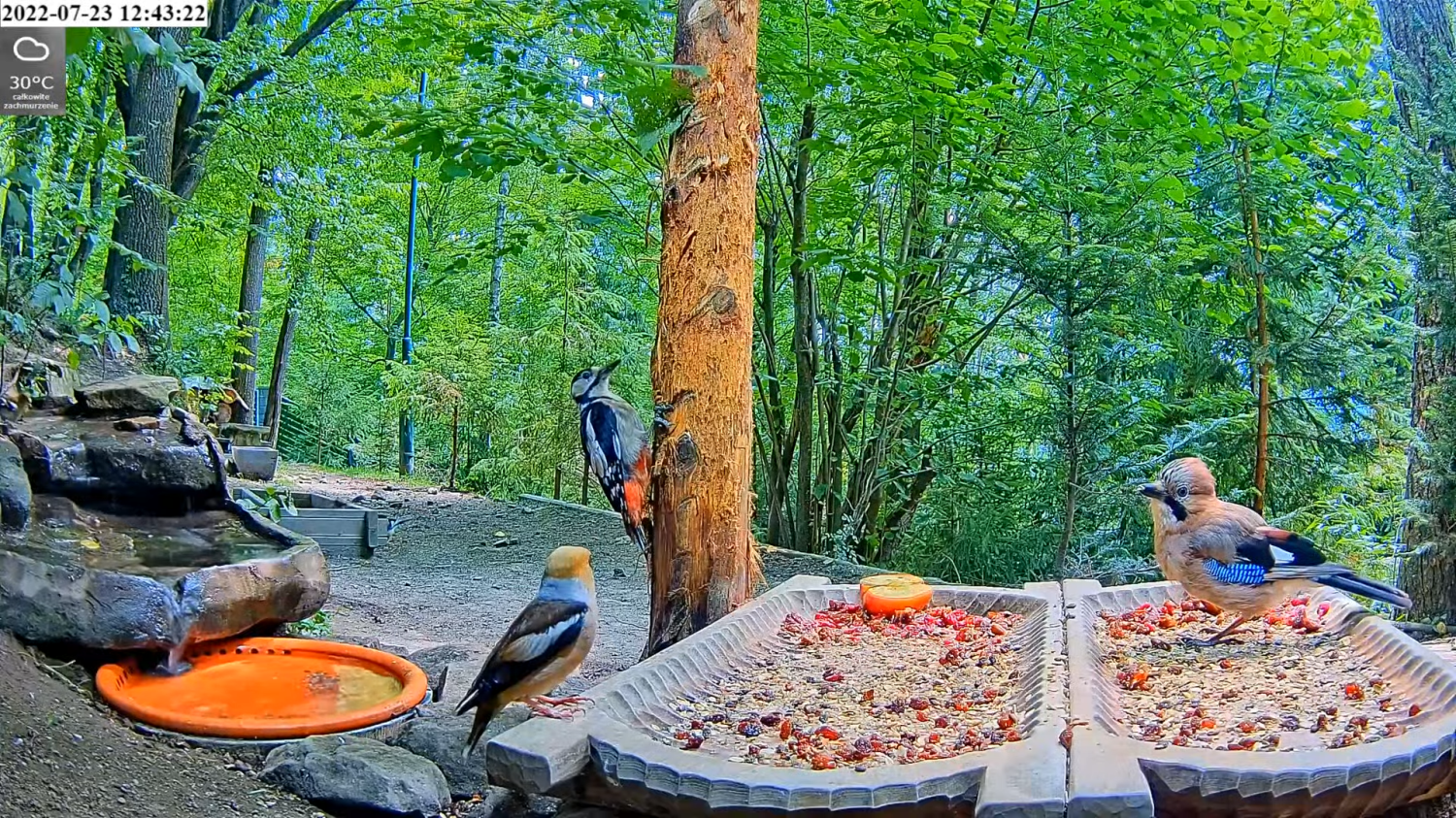 livebirdspoland_106013c6eaed1c109aaaf85f1b936f76.png