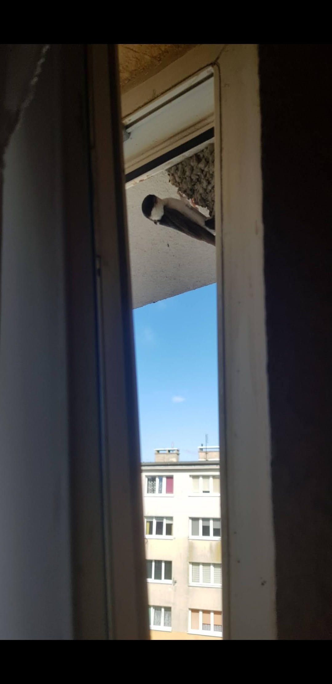 livebirdspoland_ade2cf580f7498434f22c96f0843f524.jpg