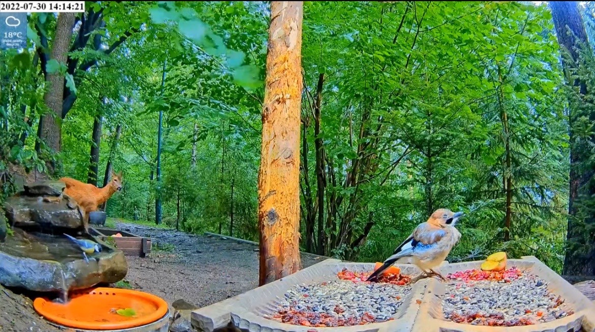 livebirdspoland_dbc8c243fd2b0cf6ac1304dfbcf3aecd.jpg