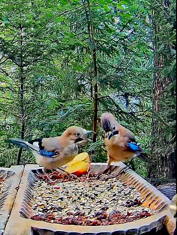 livebirdspoland_b0bb38a493b264c256bb31e7c6a4e29d.jpg