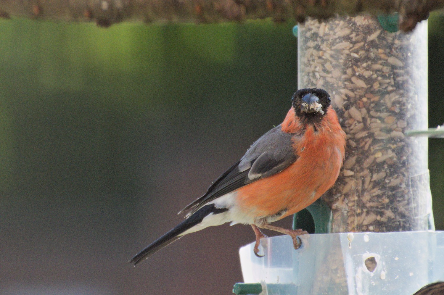 livebirdspoland_5aa829792f533c1da71c9f423f8d856d.jpg