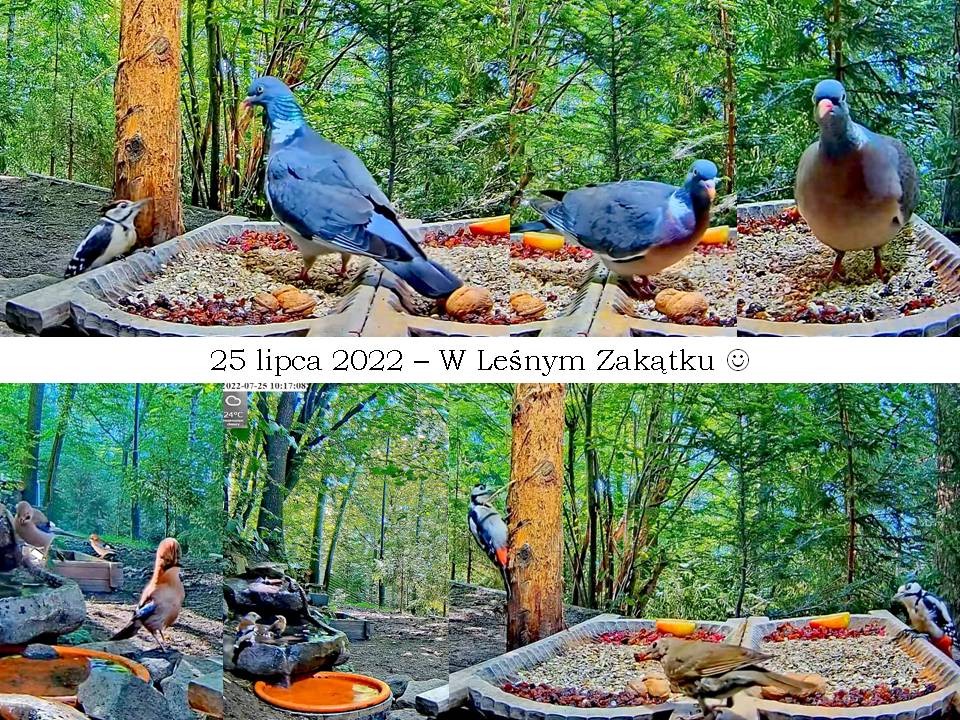 livebirdspoland_e087b64bdf86ef590d07be9547239af0.jpg