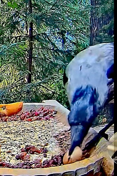 livebirdspoland_421eaaeb22ba34e41633eb2ff84c640b.jpg