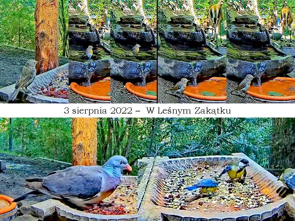 livebirdspoland_e2ec785a86c54730a4f0b37b128b7a01.jpg