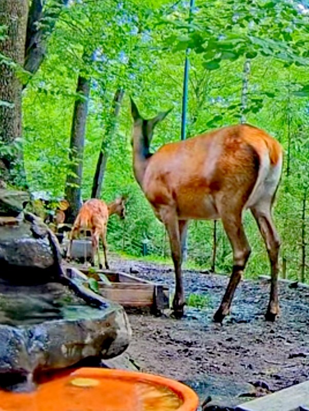 livebirdspoland_6df0109202dcbe900633e30c4fca924b.jpg
