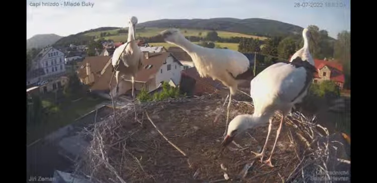livebirdspoland_3d73a67eb3a897cc5e6dda59a2b692fc.jpg