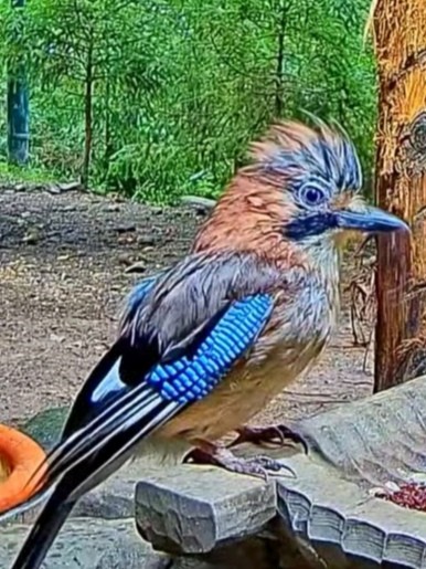 livebirdspoland_98de91e9fe7139ad074e07d0e4762bb1.jpg