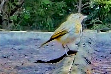livebirdspoland_037f89e236a1788f4c4813e202248c89.jpg