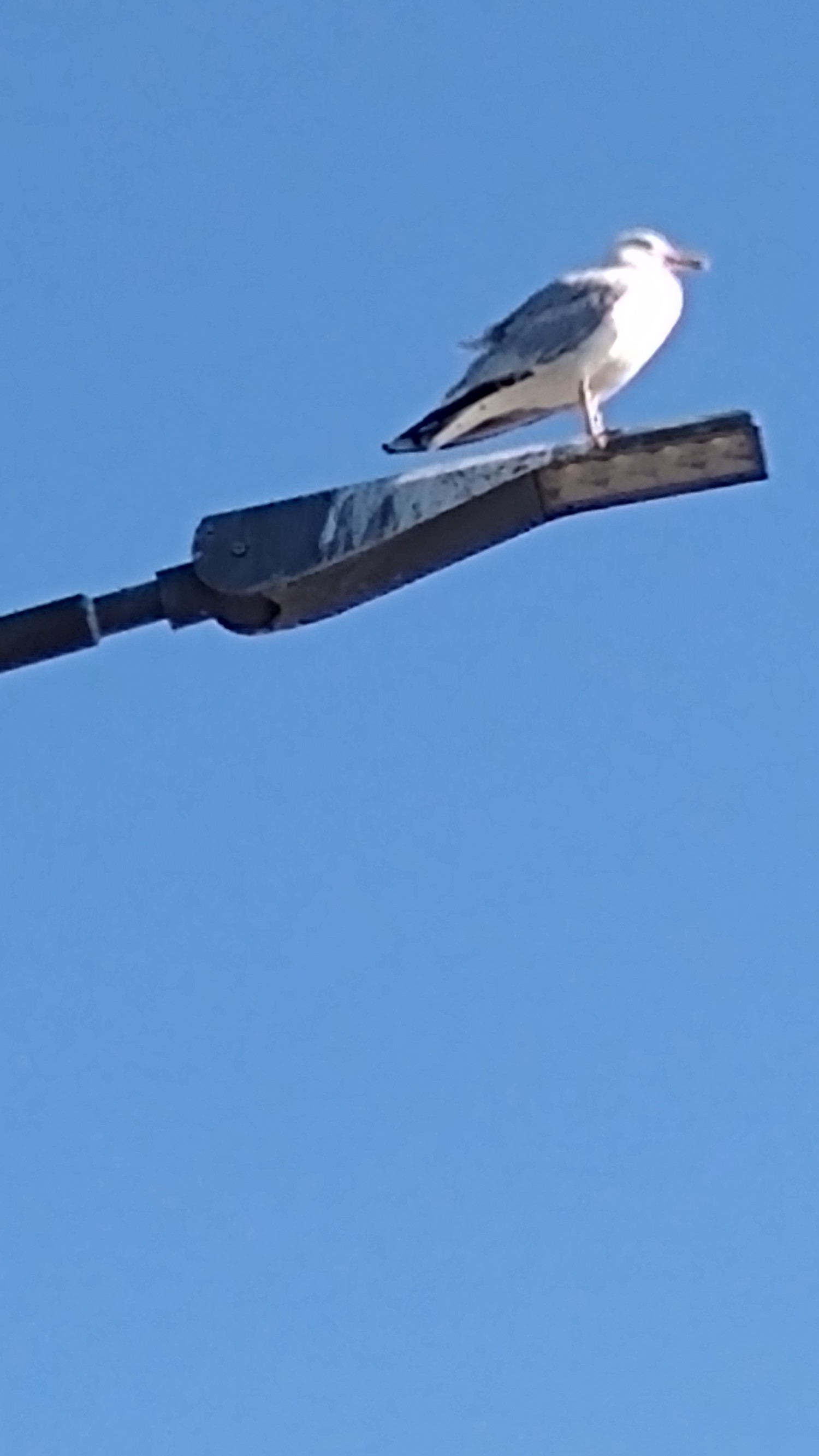 livebirdspoland_9f46dc7c7924ebf4ce513f99ea93328c.jpg