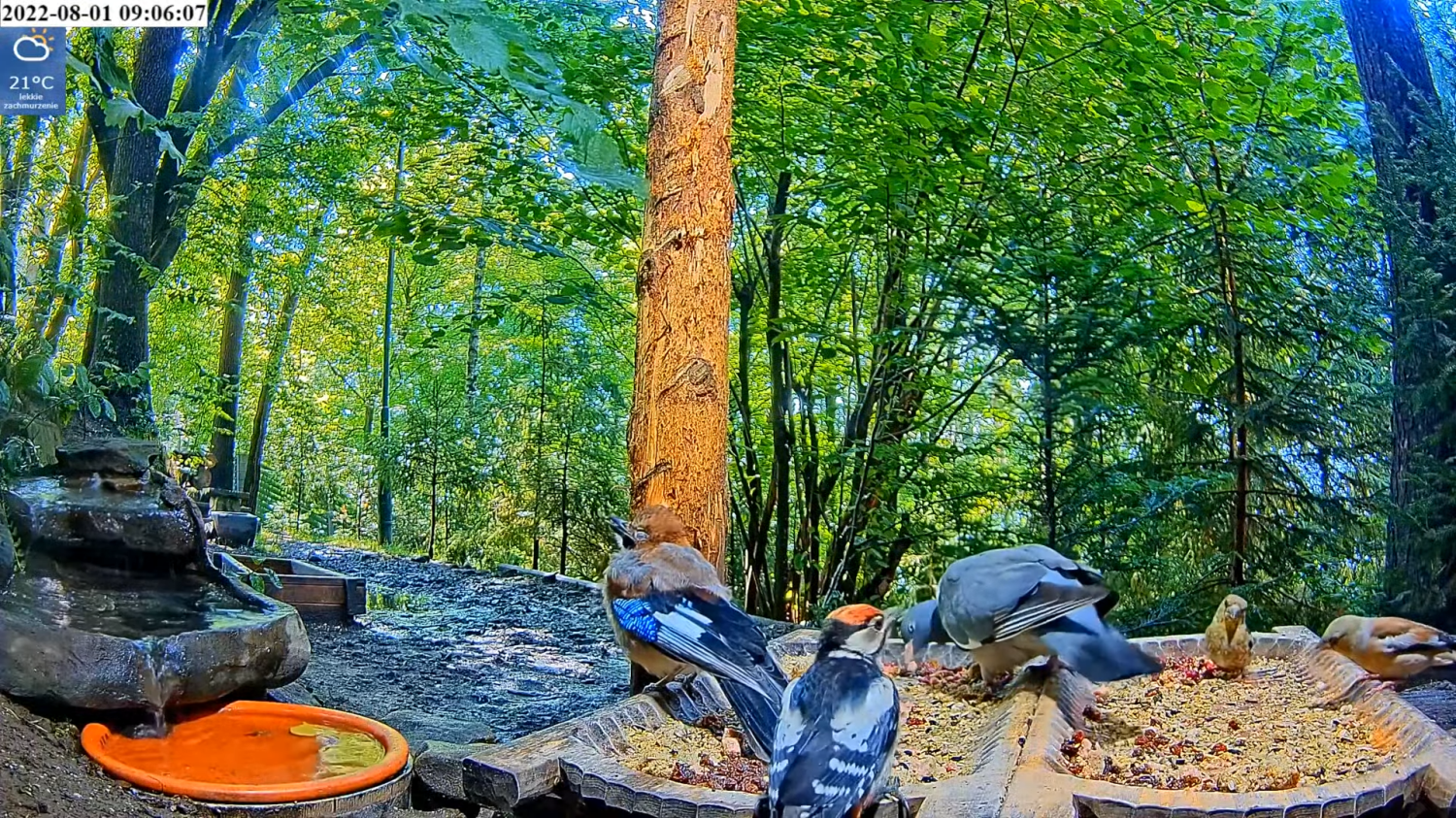 livebirdspoland_8153fa6b472d0807cca35b38a9821cfe.png