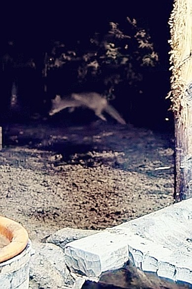 livebirdspoland_e39e3081558ece85be0938bf9338d0ba.jpg