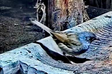 livebirdspoland_178034675ceaf53763056d3276618559.jpg