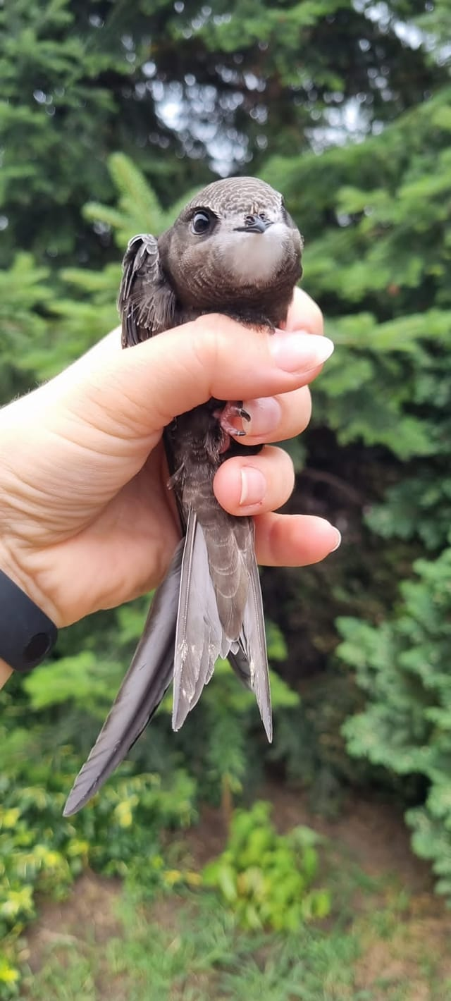 livebirdspoland_abc0c78a7475b76d6574f9def3f7ce73.png