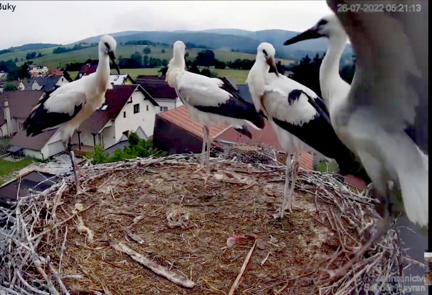 livebirdspoland_2c5f3d1f7377d4d16529c9bbbe12cc99.jpg
