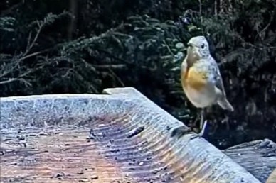 livebirdspoland_28b47f7d33e859770627fd86a50c7229.jpg