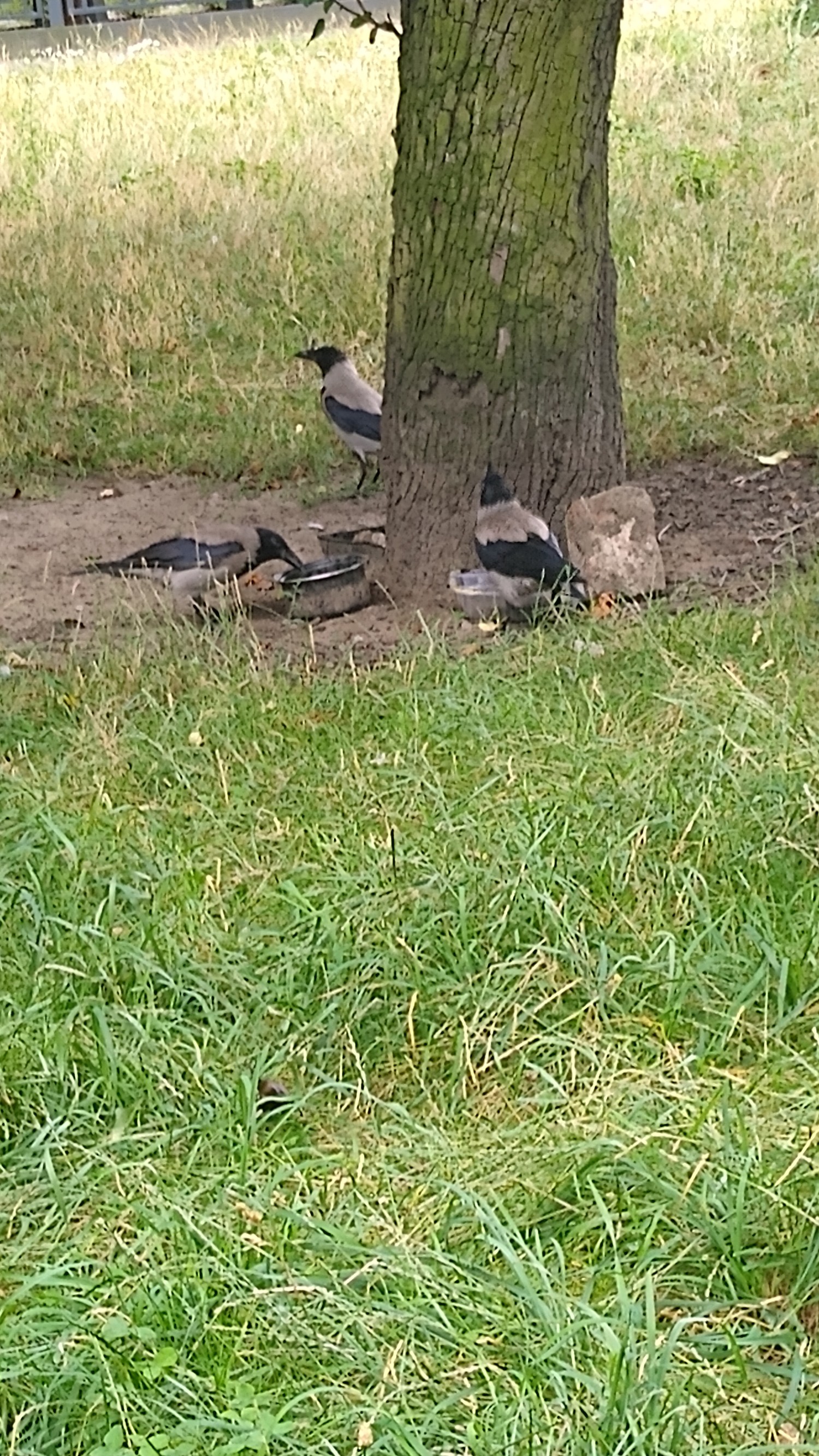 livebirdspoland_209e4cf3411d3b56f44f67320f53a983.jpg