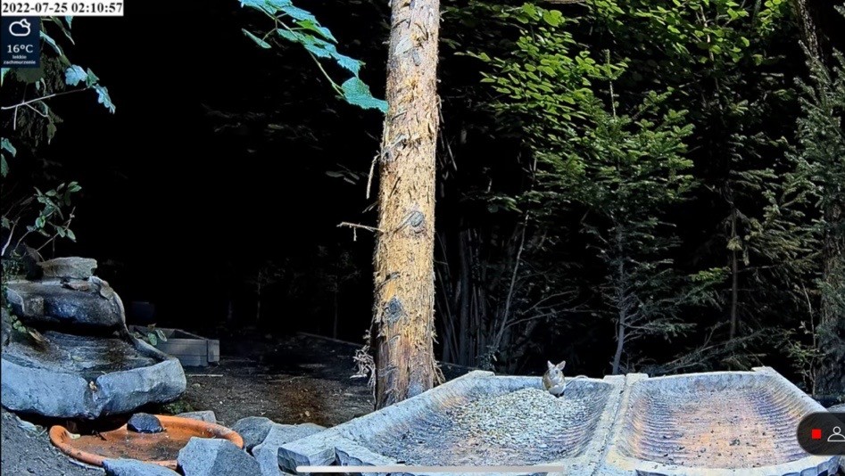 livebirdspoland_eef55410394da032692f3064cf602ab9.jpg