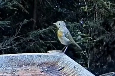 livebirdspoland_6a1b86c683a482b62916640ce7a45cce.jpg