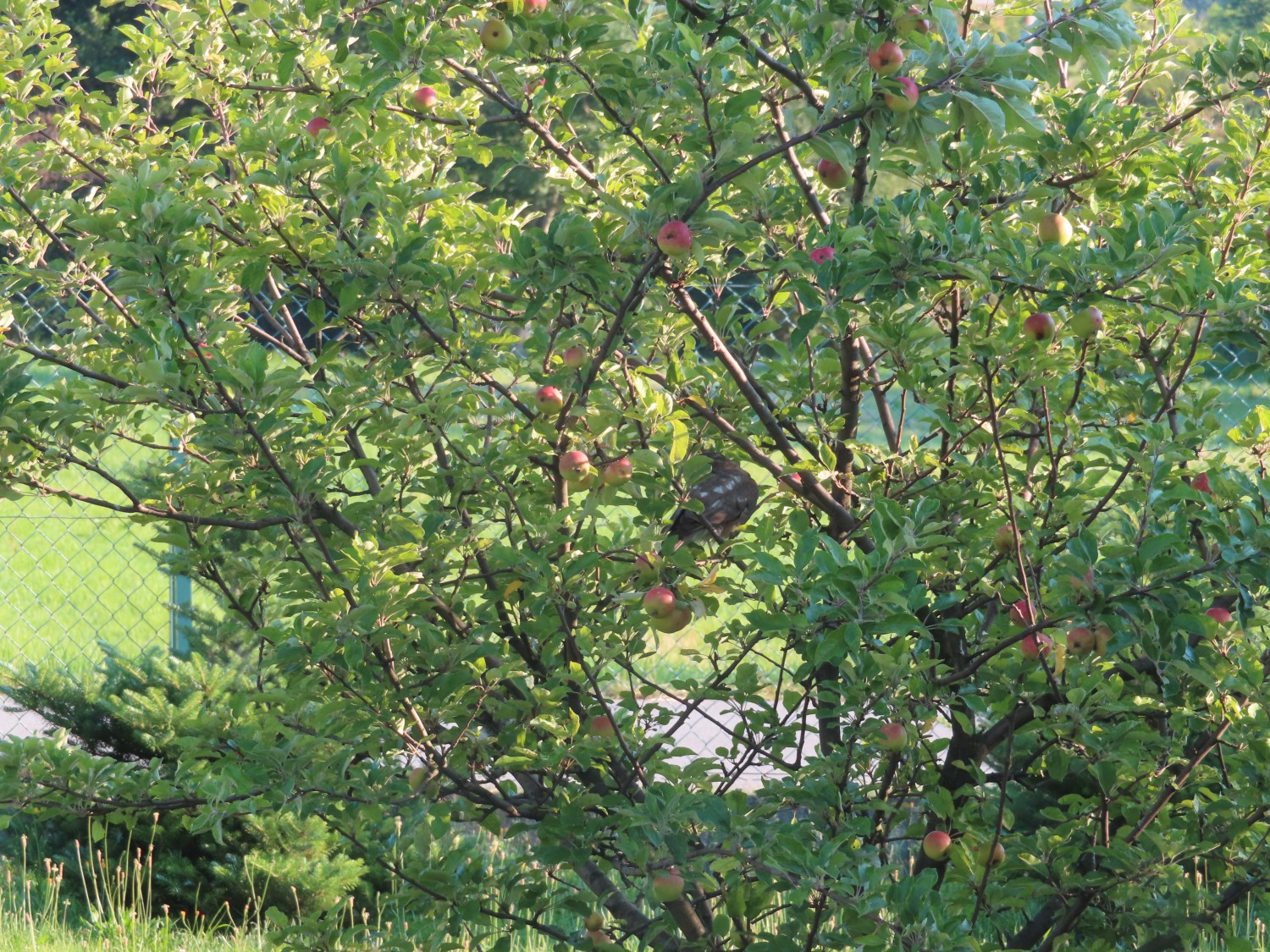 livebirdspoland_d9ebd1b13c82fb811d705e904fc1fd20.jpg