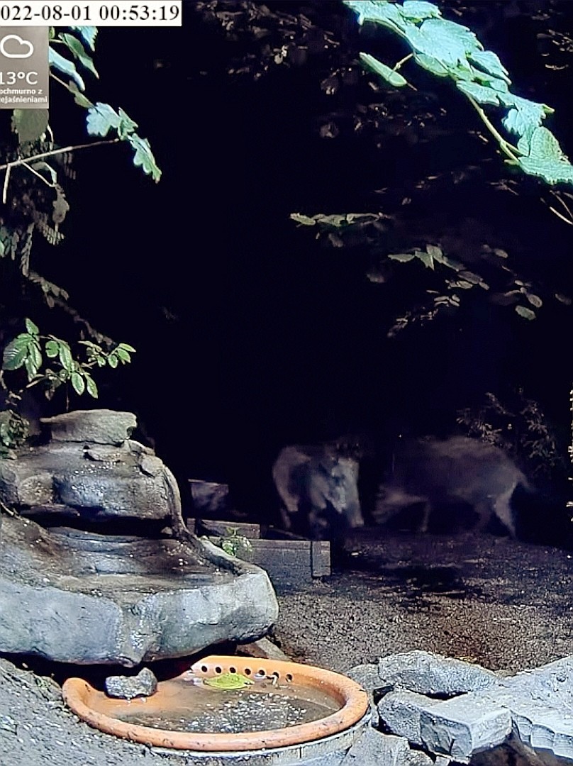 livebirdspoland_01ec3421e201495f9c5ad5999124de2d.jpg