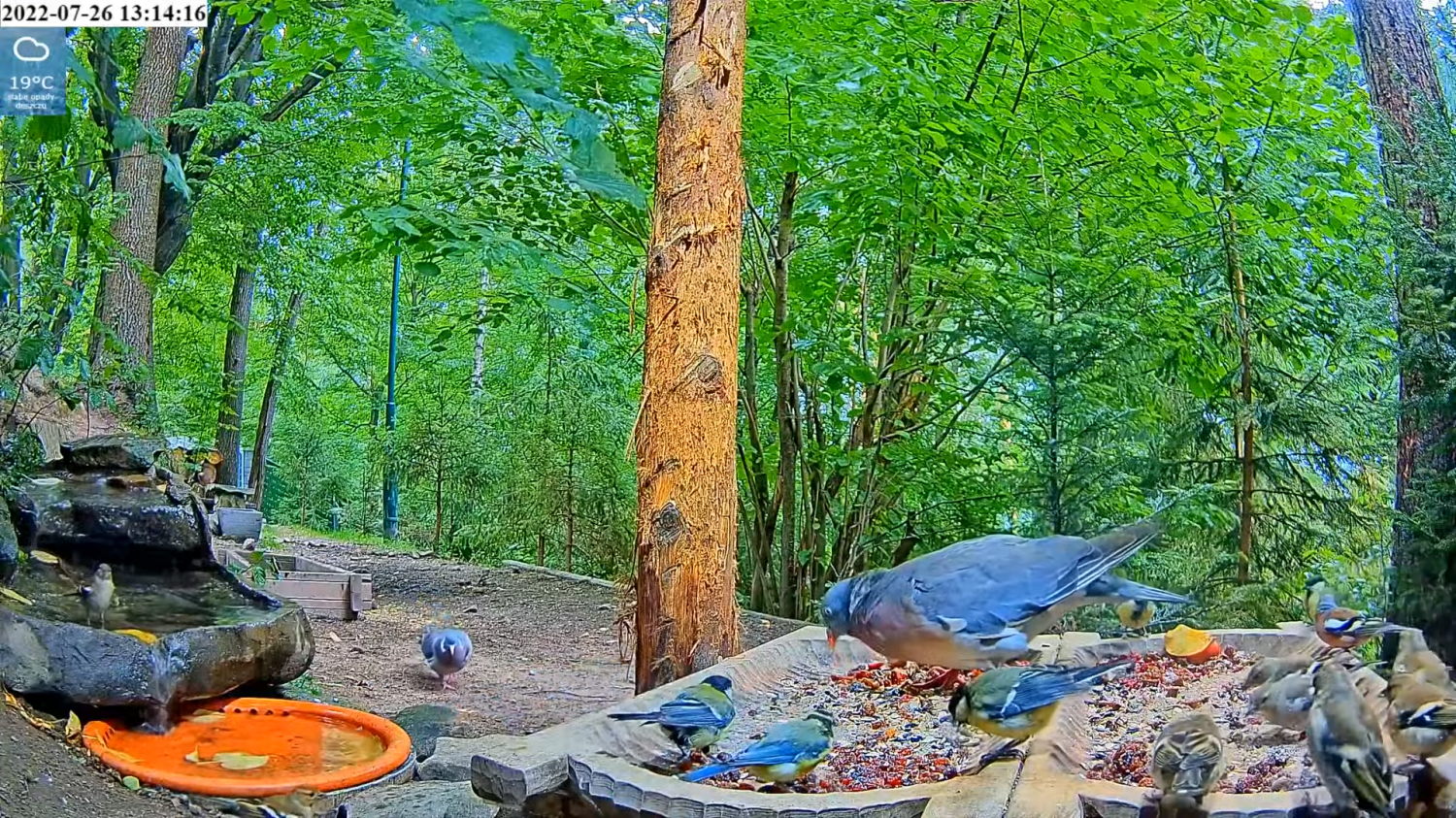 livebirdspoland_8fe51b713c24eb93a0c8ce0a8898e707.png