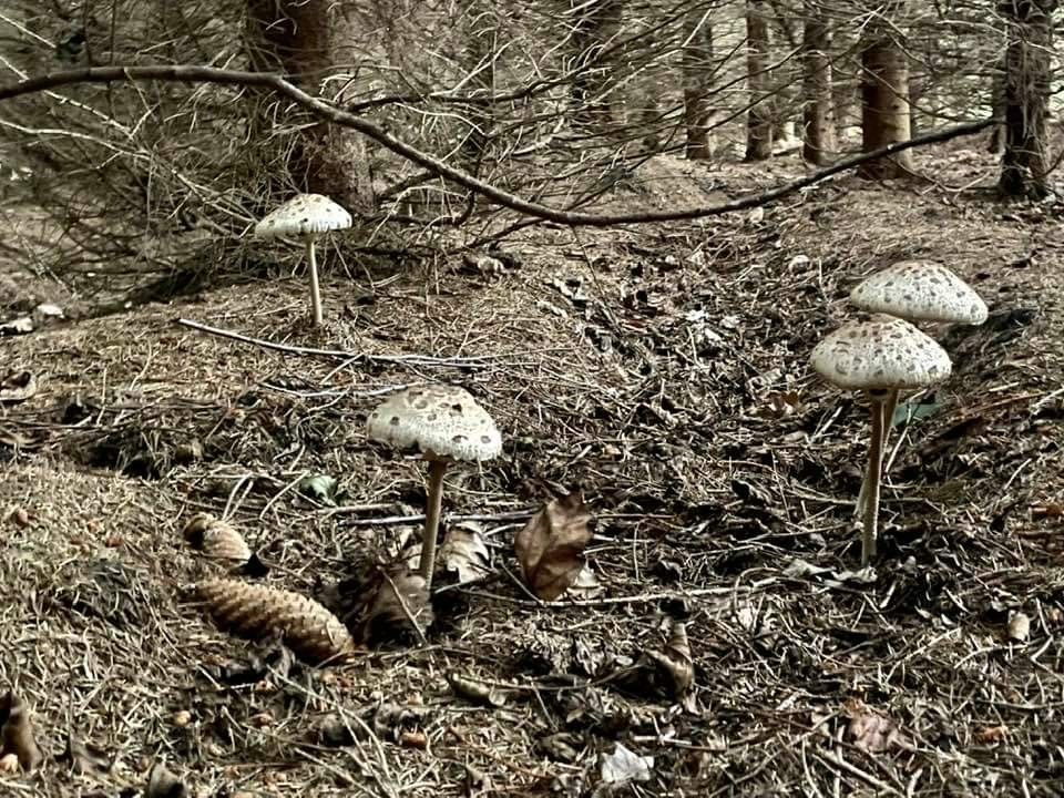 livebirdspoland_9990d637736ca3d47d895d22773b89c0.jpg